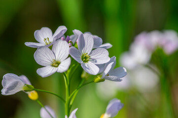 Cardamine pratensis cucko flower in bloom, group of petal flowering mayflowers on the meadow