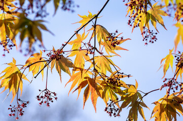 Acer palmatur smooth japanesse maple in bloom with bright colors foliage, deciduous flowering ornamental palmate small tree
