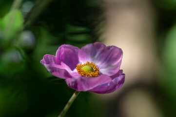 Anemone hupehensis praecox pink petal simplicity flowering plant, windflowers flowering plants in...