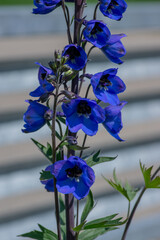 Alpine Delphinium elatum bee larkpur flower in bloom, tall blue flowering plant