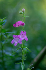 Penstemon mexicali cultivar red rocks flowers, purple ornamental bell flowering small plant