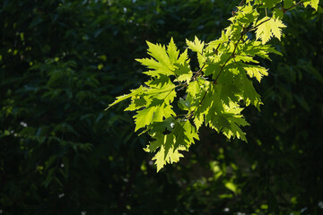 Plane tree branch and leaves. Image in daylight on natural background.
