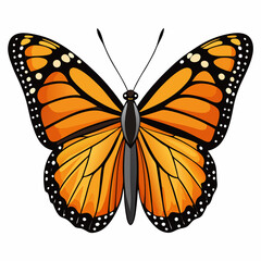 butterfly isolated on white