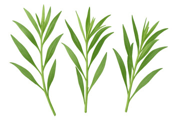 Fototapeta premium Three tarragon sprigs with vibrant green leaves, isolated on a transparent background, ready for creative projects