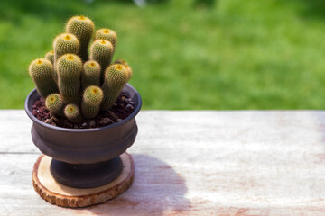 Parodia leninghausii (K.Schum.) in pot. It is yellow color and glistens under a haze of harmless...