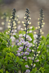 KWIATY, ROŚLINY, KOLORY, PRZYRODA, NATURA, PIĘKNO, ŁĄKA,  KWIAT, © grzegorzszefer