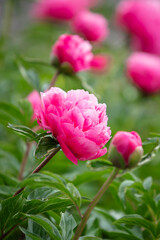 KWIATY, ROŚLINY, KOLORY, PRZYRODA, NATURA, PIĘKNO, ŁĄKA,  KWIAT,