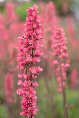 KWIATY, ROŚLINY, KOLORY, PRZYRODA, NATURA, PIĘKNO, ŁĄKA,  KWIAT, © grzegorzszefer