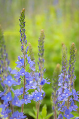 KWIATY, ROŚLINY, KOLORY, PRZYRODA, NATURA, PIĘKNO, ŁĄKA,  KWIAT,