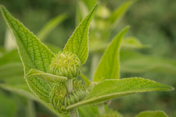 KWIATY, ROŚLINY, KOLORY, PRZYRODA, NATURA, PIĘKNO, ŁĄKA,  KWIAT, © grzegorzszefer