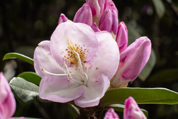 KWIATY, ROŚLINY, KOLORY, PRZYRODA, NATURA, PIĘKNO, ŁĄKA,  KWIAT, © grzegorzszefer