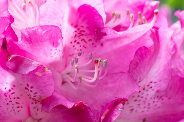 KWIATY, ROŚLINY, KOLORY, PRZYRODA, NATURA, PIĘKNO, ŁĄKA,  KWIAT, © grzegorzszefer