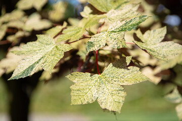 KWIATY, ROŚLINY, KOLORY, PRZYRODA, NATURA, PIĘKNO, ŁĄKA,  KWIAT, © grzegorzszefer