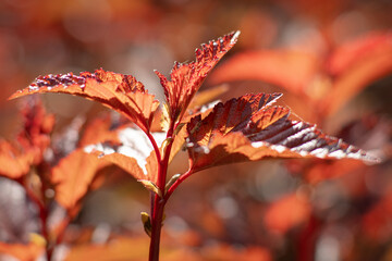 KWIATY, ROŚLINY, KOLORY, PRZYRODA, NATURA, PIĘKNO, ŁĄKA,  KWIAT, © grzegorzszefer