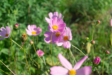 Pink cosmos macro, Cosmos bipinnatus close up, delicate flower texture, golden flower center, garden photography, shallow depth of field, translucent petals, pollen details, summer blossom, botanical 