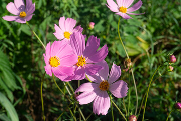 Pink cosmos macro, Cosmos bipinnatus close up, delicate flower texture, golden flower center, garden photography, shallow depth of field, translucent petals, pollen details, summer blossom, botanical 