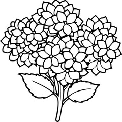 Hydrangea flower bouquet black outline vector and illustration, coloring book page
