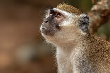 Obraz premium capture minimalist portraits of top animals against soft bokeh background