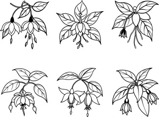 A Set of Fuchsia Flower black outline vector and illustration, coloring book page