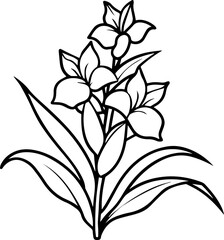 Gladiolus Flower black outline vector and illustration, coloring book page