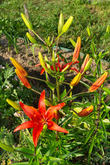 Scarlet Asiatic Lily &lsquo;Matrix&rsquo; in Full Bloom: Velvety Petals and Exserted Stamens