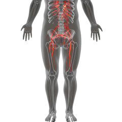 3D Illustration Human Lymphatic System Detailed Anatomy Transparent