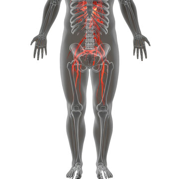 3D Illustration Human Lymphatic System Detailed Anatomy Transparent