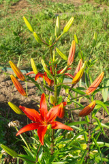 Scarlet Asiatic Lily &lsquo;Matrix&rsquo; in Full Bloom: Velvety Petals and Exserted Stamens
