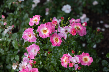 Vibrant Pink Roses in Summer Blossom. rose american pillar