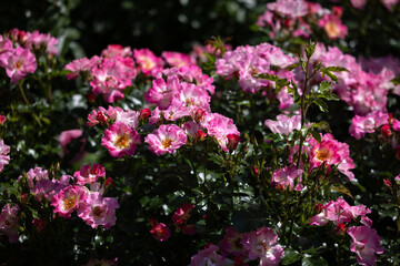 Vibrant Pink Roses in Summer Blossom. rose american pillar