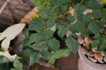 Close-Up of Vibrant Green Leaves with Smooth Texture in a Natural Garden Setting