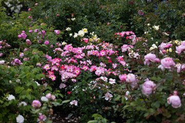 Vibrant Pink Roses in Summer Blossom. rose american pillar