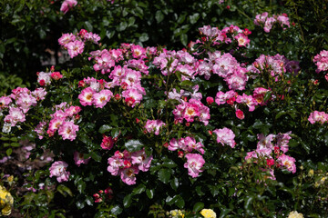 Vibrant Pink Roses in Summer Blossom. rose american pillar
