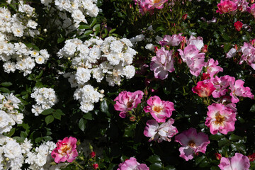 Vibrant Pink Roses in Summer Blossom. rose american pillar