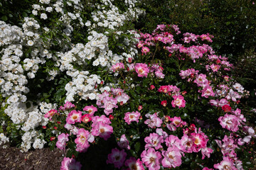 Vibrant Pink Roses in Summer Blossom. rose american pillar
