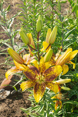 Dramatic &lsquo;Tasmania&rsquo; Oriental Lily: Deep Raspberry Blooms with White Edges and Freckles
