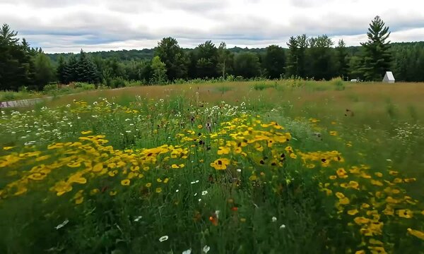 Wildflower meadow with a backdrop of green hills