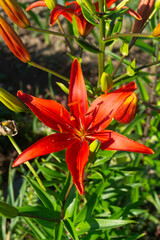 Wild Turk&rsquo;s Cap Lily (Lilium martagon) with Recurved Petals in Woodland