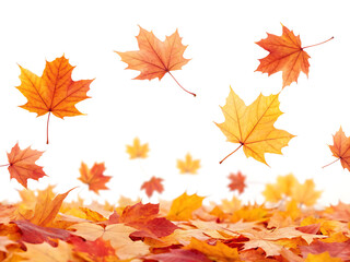 Obraz premium Autumnal maple leaves in varying shades of orange and yellow falling on a white background display