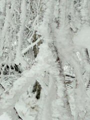 Snow-laden tree branches bending under weight in winter forest