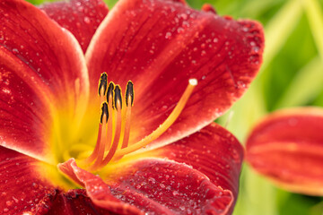 Macro view of a daylily flower with intense red petals and prominent stamens. Dew on the petals...
