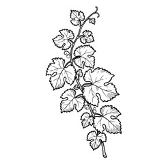 A detailed line drawing of a grape vine with leaves isolated on white background