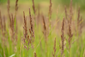 Brown grass seed heads sway in a sunny field. The soft background highlights the natural texture and warm tones of late summer.