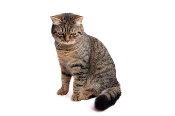 Domestic cat with striped fur, sitting gracefully on a white background, showcasing its curious...