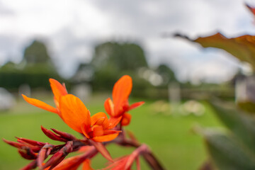Bright orange canna lily flowers bloom in soft focus against a park backdrop. The vivid petals...