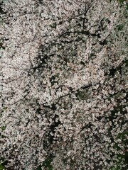 上から見た春の満開の桜風景	