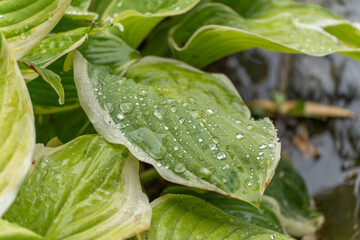Close-up of wet hosta leaves. Broad hosta leaves are covered with glistening raindrops, capturing...