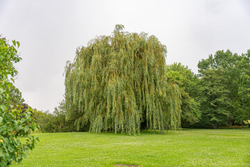 Willow tree in full view from the side. A full side view of a weeping willow tree in vibrant green...