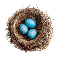 Nest with three blue robin eggs springtime nature avian wildlife bird eggs in nest easter concept