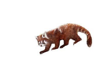 Kleiner Panda - Red Panda watercolor illustrations 